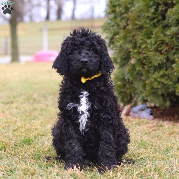 Duncan, Newfypoo Puppy