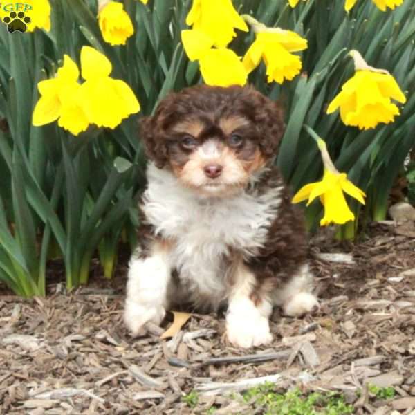 Dustin, Cavapoo Puppy