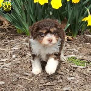 Dustin, Cavapoo Puppy