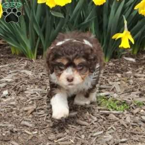 Dustin, Cavapoo Puppy
