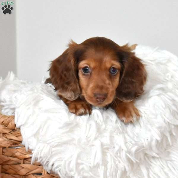 Dusty, Dachshund Puppy