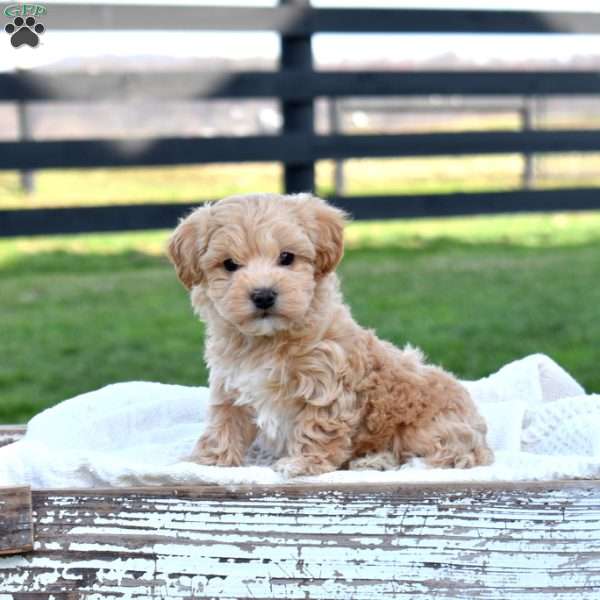 Dusty, Maltipoo Puppy