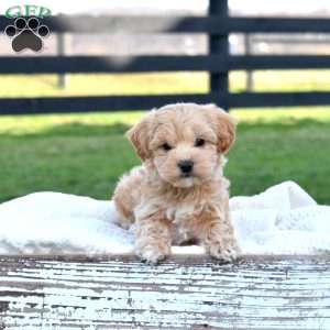 Dusty, Maltipoo Puppy