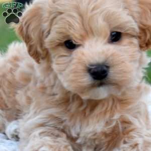 Dusty, Maltipoo Puppy