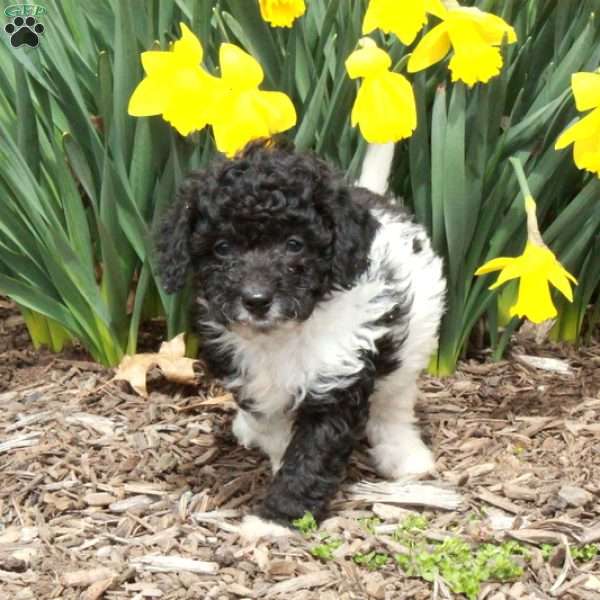 Dwayne, Cavapoo Puppy