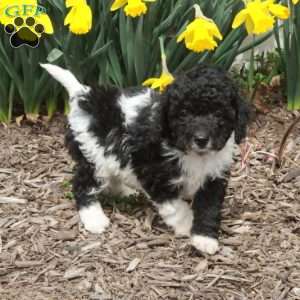 Dwayne, Cavapoo Puppy