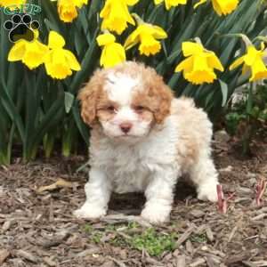 Dwight, Cavapoo Puppy