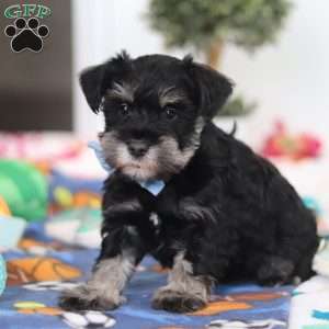 Dylan, Miniature Schnauzer Puppy