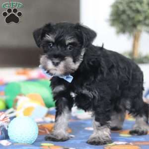 Dylan, Miniature Schnauzer Puppy
