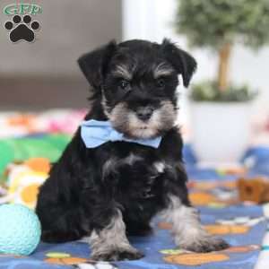 Dylan, Miniature Schnauzer Puppy