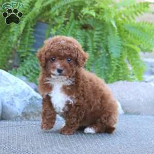 Echo, Miniature Poodle Puppy