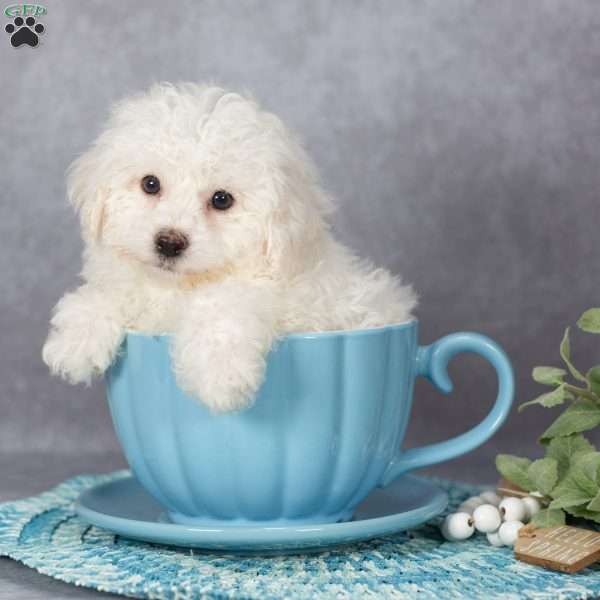 Fluffy, Bichon Frise Puppy