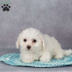 Fronzie, Bichon Frise Puppy