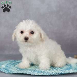 Fronzie, Bichon Frise Puppy