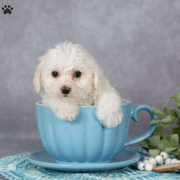 Fronzie, Bichon Frise Puppy
