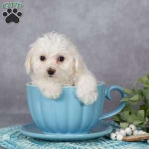 Fronzie, Bichon Frise Puppy