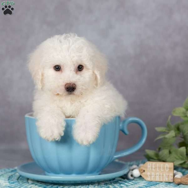 Flora, Bichon Frise Puppy