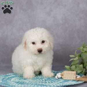 Flora, Bichon Frise Puppy