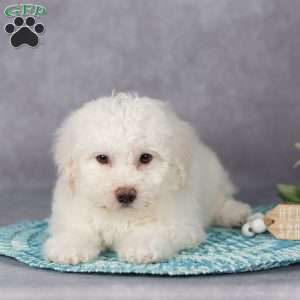 Flora, Bichon Frise Puppy