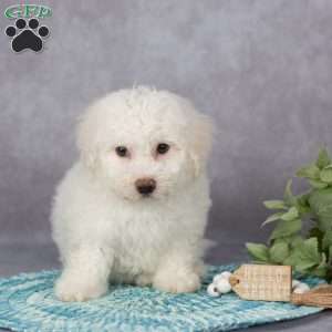 Flora, Bichon Frise Puppy