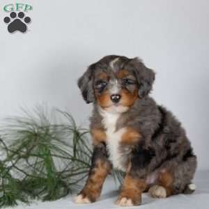 Travis, Bernedoodle Puppy