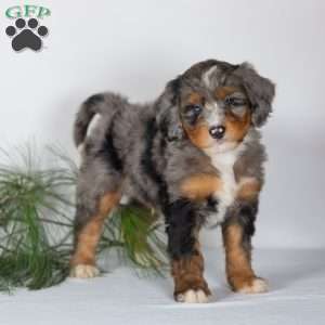 Travis, Bernedoodle Puppy