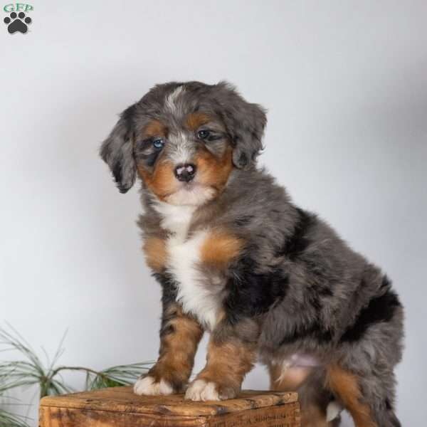 Travis, Bernedoodle Puppy