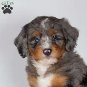 Travis, Bernedoodle Puppy