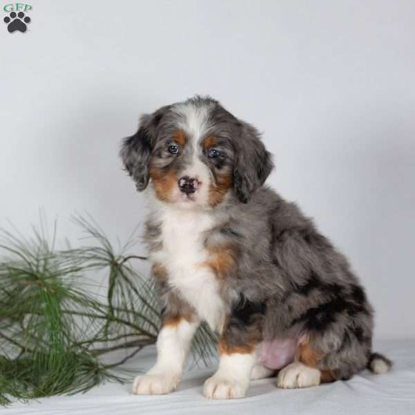 Tramp, Bernedoodle Puppy