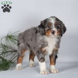 Tramp, Bernedoodle Puppy