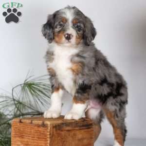 Tramp, Bernedoodle Puppy