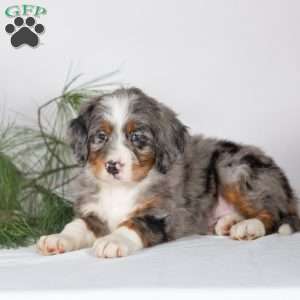 Tramp, Bernedoodle Puppy