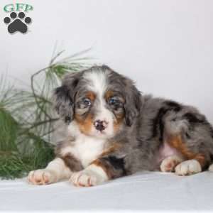 Tramp, Bernedoodle Puppy