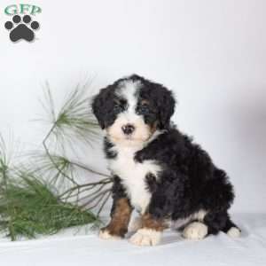 Tucker, Bernedoodle Puppy