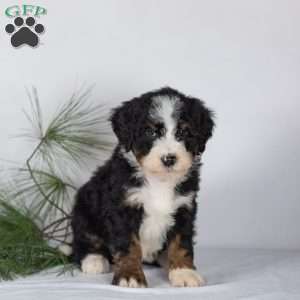 Tucker, Bernedoodle Puppy