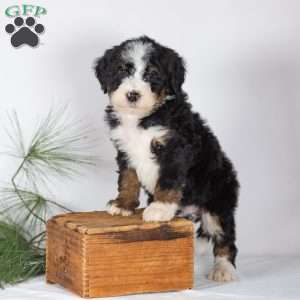 Tucker, Bernedoodle Puppy