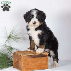 Tucker, Bernedoodle Puppy