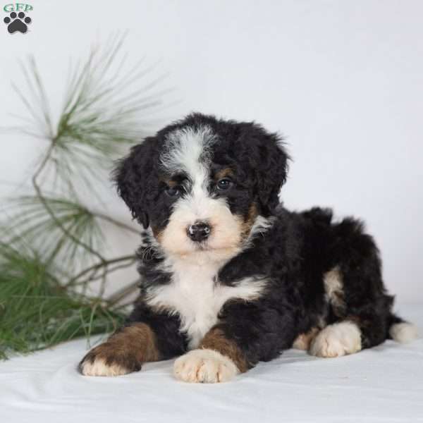 Tucker, Bernedoodle Puppy