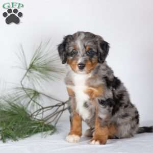 Teddy, Bernedoodle Puppy