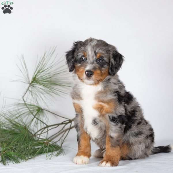Teddy, Bernedoodle Puppy