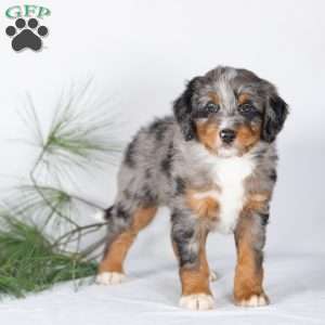 Teddy, Bernedoodle Puppy