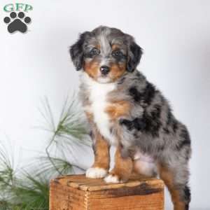 Teddy, Bernedoodle Puppy