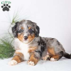 Teddy, Bernedoodle Puppy