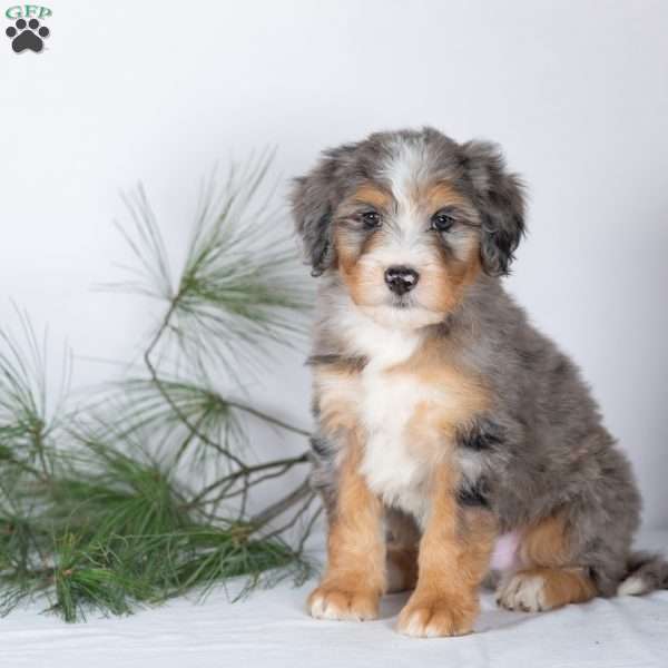 Tyler, Bernedoodle Puppy