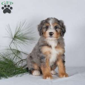 Tyler, Bernedoodle Puppy