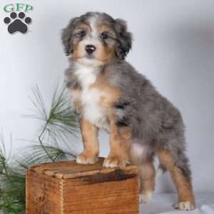 Tyler, Bernedoodle Puppy