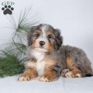 Tyler, Bernedoodle Puppy