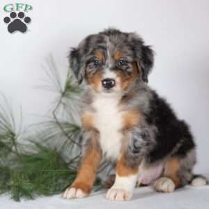 Tracker, Bernedoodle Puppy