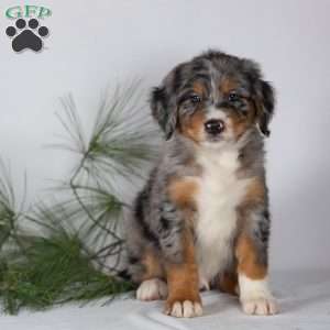 Tracker, Bernedoodle Puppy