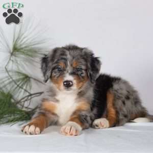 Tracker, Bernedoodle Puppy